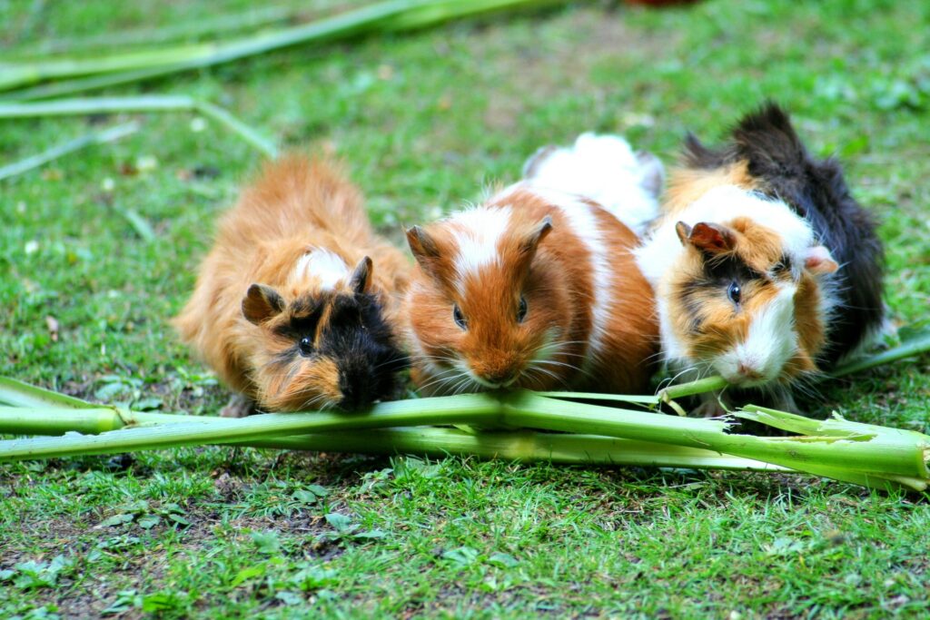 3 ratinhos simbolizam as principais diferenças entre small e little
